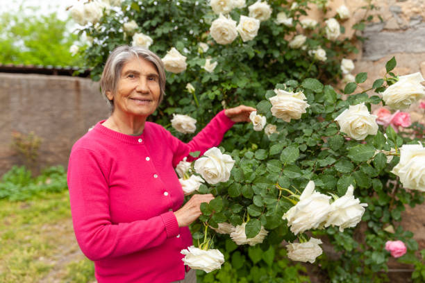 istock Beautiful senior women in rose 1499118219