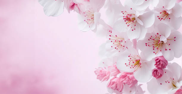 istock Cherry blossom background, Blurred pastel pink tone,  there is an area for text in the corners of the picture. Generative AI. 1499118907