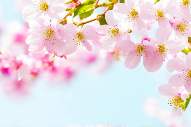 istock Cherry blossom background, Blurred pastel pink tone,  there is an area for text in the corners of the picture. Generative AI. 1499118925
