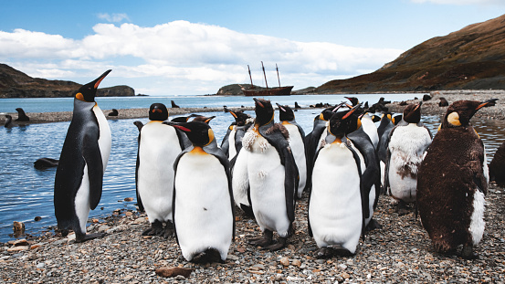 King Penguin Group standing togather side by side on Beach of Grytviken South Georgia Coast. Old whaling three-masted sailing ship stranded at the beach of Grytviken in the background. Coastal Wide Angle Penguin Panorama. Grytviken, South Georgia Island, Sub Antarctic Islands, British Overseas Territories, UK