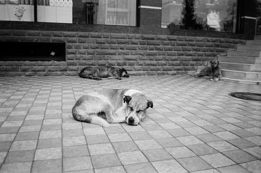 Homeless dogs rest on sidewalk. Black and white film photography (kodak star motor 35mm camera). Film grain.