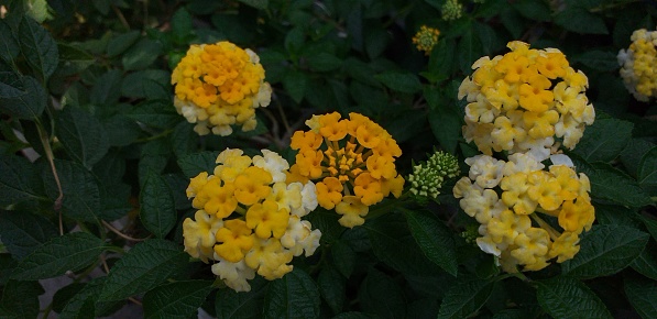 Lantana camara is a species of flowering plant within the verbena family (Verbenaceae), native to the American tropics. It is a very adaptable species, which can inhabit a wide variety of ecosystems once it has been introduced into a habitat it spreads rapidly