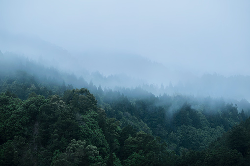 High angle view of a forest on a foggy morning. Nature background with copy space