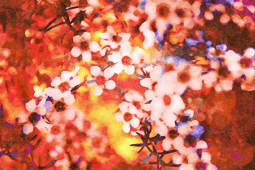 This is my photographic image of Manuka flowers in a modern watercolour effect. Because sometimes you might want a more illustrative image for an organic look.