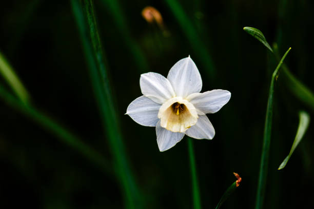 istock Blooming narcissus poeticus in the spring 1499128205
