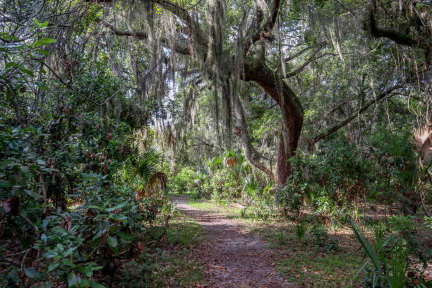 cumberland island trail wilderness - cumberland island georgia island history foto e immagini stock