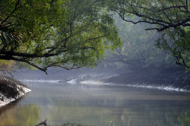 istock A canal in Sundarbans 1499129112