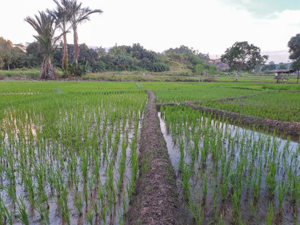 istock Rice growing in the middle of rice fields 1499129336