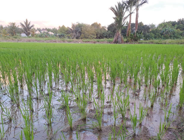 istock Rice growing in the middle of rice fields 1499129337