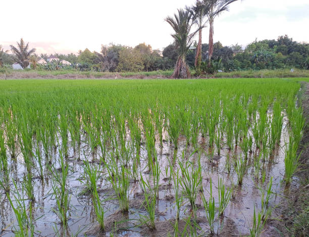 istock Rice growing in the middle of rice fields 1499129339