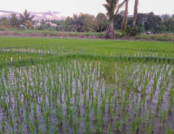 istock Rice growing in the middle of rice fields 1499129452