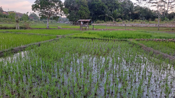 istock Rice growing in the middle of rice fields 1499129483