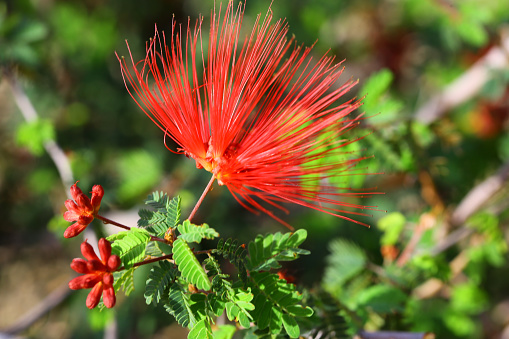 Calliandra haematocephala-Red powerful puff seen in Arizona-Stock image.