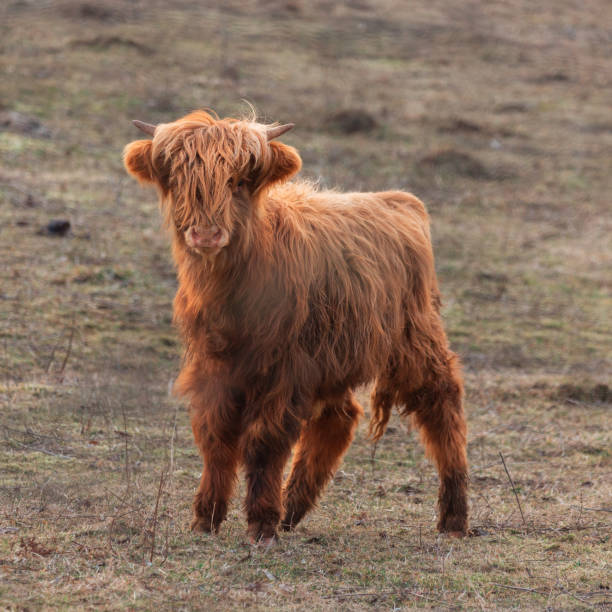 istock Innocence Unveiled: Adorable Wild Cow Calf Amidst Early Spring 1499130434