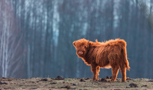 istock Innocence Unveiled: Adorable Wild Cow Calf Amidst Early Spring 1499130438