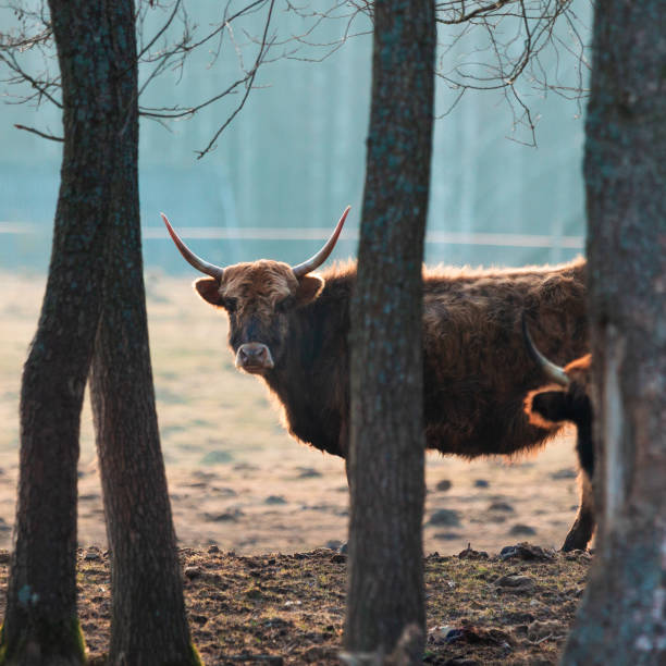 istock Inquisitive Guardians: Furry Brown Wild Cows Exploring Early Spring 1499131040