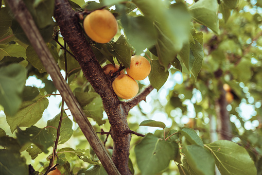 Agricultural activity in Italy and organic farming: picking apricots from the trees