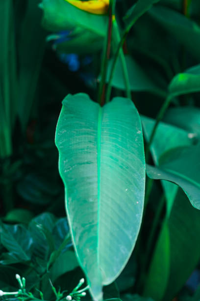 Large dark green leaves with green leaves behind. Leaf background. Green nature background.