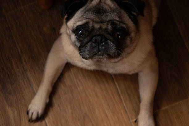 istock pug dog sitting on the floor in the kitchen 1499133457