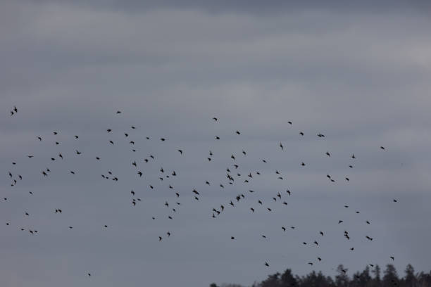 istock Aerial Symphony: Sea Gulls Soaring Above the Spring Field 1499133491