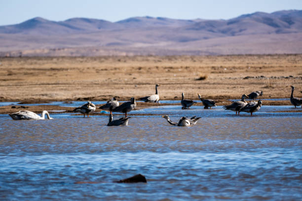 istock White swans on the lake in Central Mongolia 1499133629