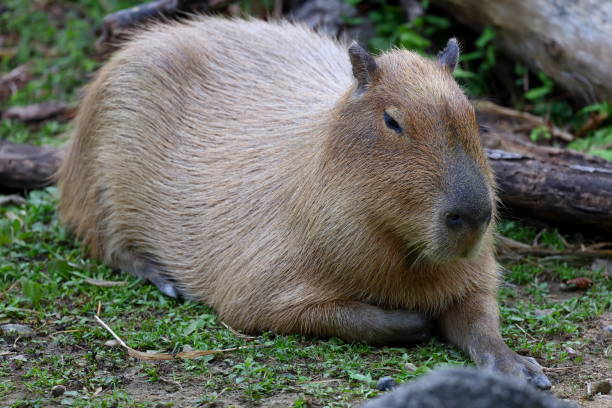 istock Biggest mouse, Capybara, Hydrochoerus hydrochaeris, 1499133737
