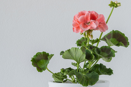Houseplant Pelargonium with delicate pink flowers in the pot on wooden shelf on white background. Copy space.