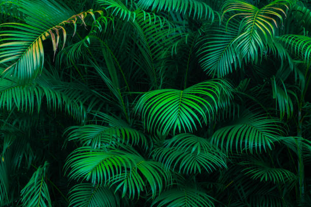 istock Dark green ornamental coconut leaf background with dark contrast. 1499133802