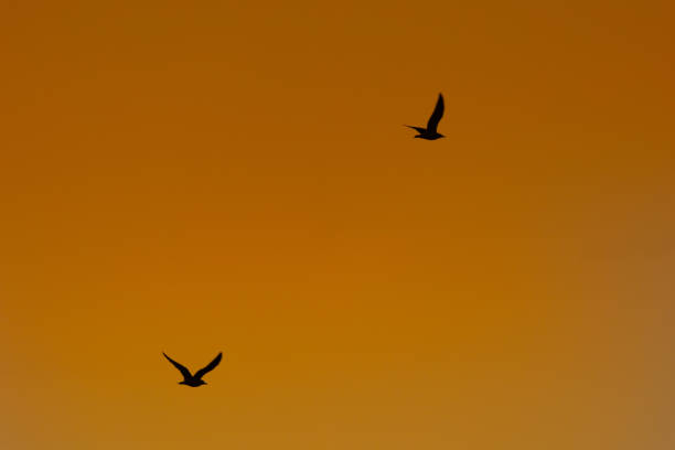 istock Wings of Freedom: Spring's Seagulls Soaring Over the Sea 1499133881