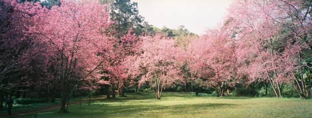 Cherry blossom tree on film photography Film photography about cherry blossom tree on Doi Luang Chiang Dao, Chiang Mai, Thailand. pink flowering dogwood stock pictures, royalty-free photos & images