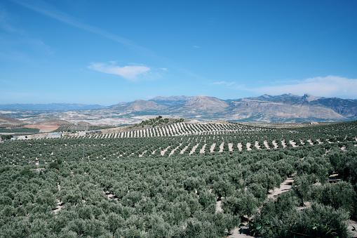 Panoramic view of the landscape of Jaen, Spain. the sea of olive trees and in the background the mountainous system in daylight