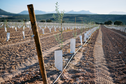 Close-up of newly planted olive trees in a field. The olive trees have stakes and are protected in plastic.