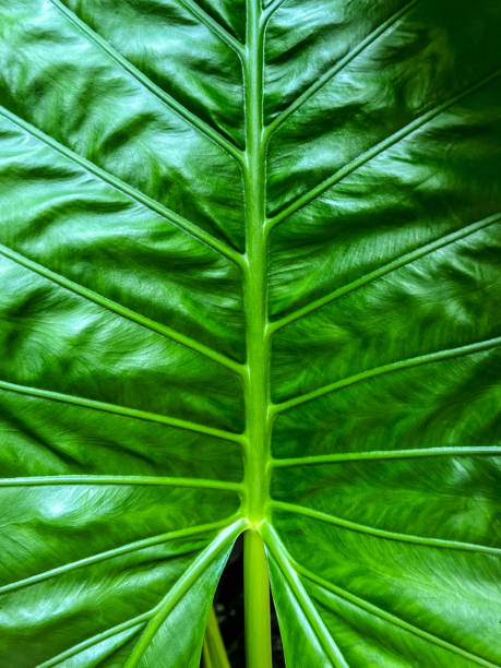 istock Close up big green leaf Alocasia macrorrhizos, fresh and sequin 1499135189