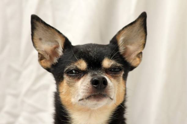 istock Coffee the chihuahua dog 1499135274