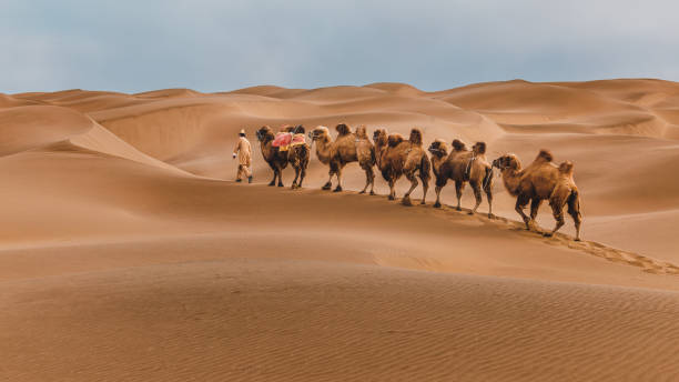 istock Camel leader and his team walking on sand dune at Kumtag Desert 1499135369