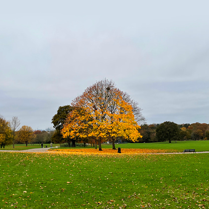 Idyllic  landscape in  Domaine national de Saint-Cloud  - awe  trees and    pond at autumn .  Golden and red Paris!