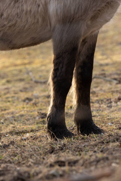 istock Graceful Freedom: Majestic Wild Horses Roaming in Early Spring 1499135779