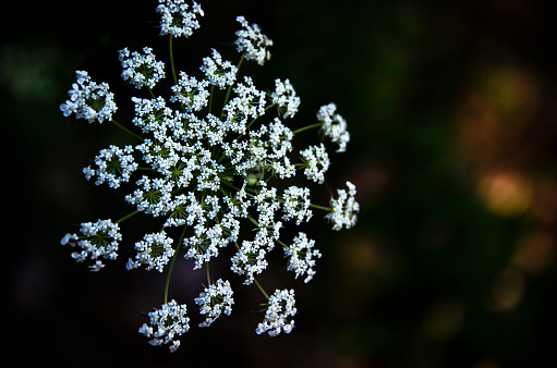 Picture of a Wild Carrot flower (Daucus carota) . Blurred background.