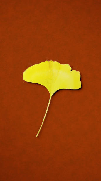 istock 3D Illustration.Ginkgo leaves on brown background. (Vertical) 1499136047