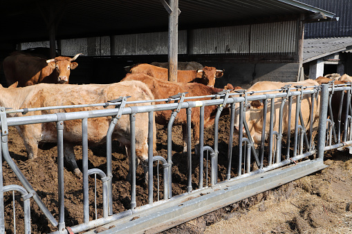 a cows in the cowshed
