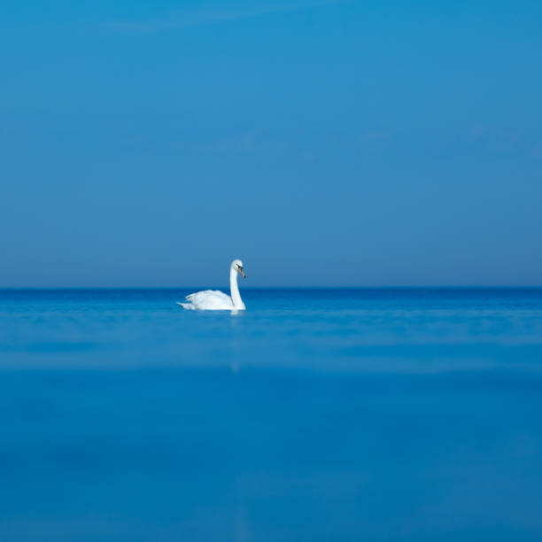 istock Graceful Majesty: White Swan Gliding through the Sea 1499137285