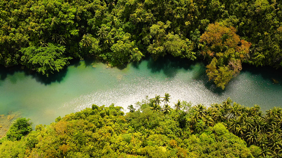 River in the mountain jungle covered with green trees. Loboc river in a rainforest in a mountain canyon. Bohol, Philippines.