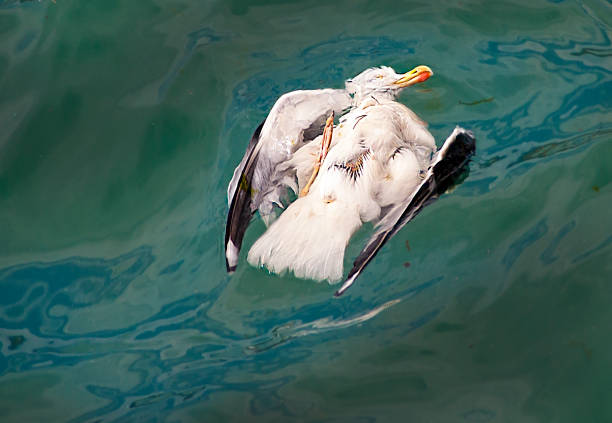 ecological disaster, extinction of birds, oil spill. - lubrication infection imagens e fotografias de stock