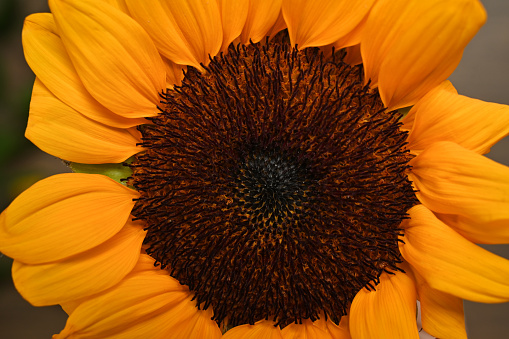 Closeup on the head of sunflower with pollen, showing detail and texture of yellow petals.