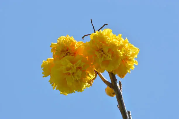 Close Up Low Angle View Yellow Flowers And Stem Of Buttercup Tree Or Bototo Or Cochlospermum Vitifolium On Clear Blue Sky
