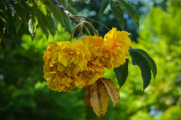 Close Up Yellow Flowers And Leaves Of Buttercup Tree Or Bototo Or Cochlospermum Vitifolium During The Daytime With Blurry Green Leaves Background