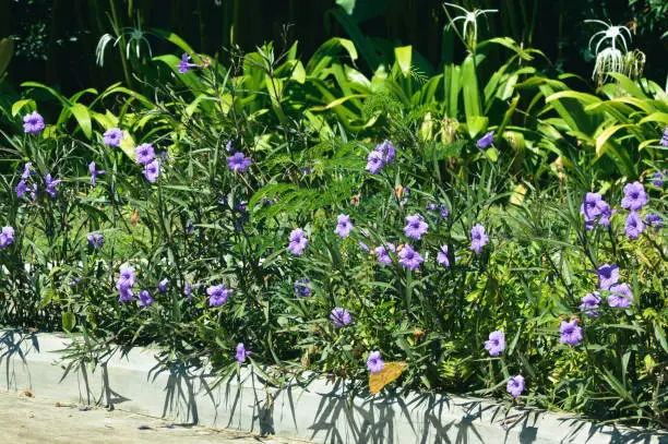 Lilac Flowers Of Ruellia Simplex Or Mexican Petunia Plants Amidst The Scorching Sunlight During The Dry Season In The Garden