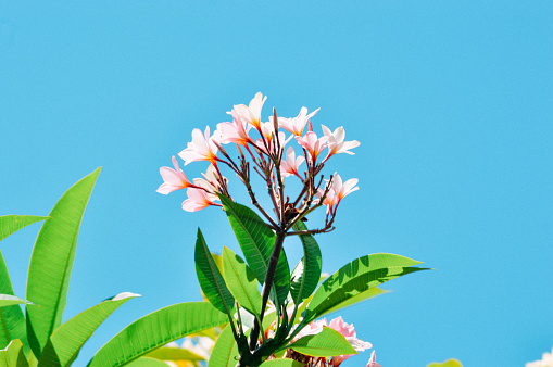 Low Angle View White Pink Blooming Frangipani Or Plumeria Flowers In The Scorching Sunlight On Clear Blue Sky