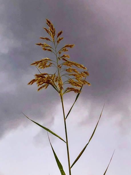 Free Stock Photo of Tall grasses with dark stormy sky | Download Free ...