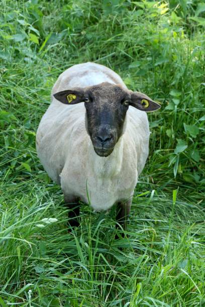 istock Front shot of a sheep in tall grass. 1499142076